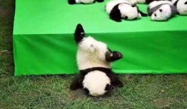 熊猫面具爆料视频大全,视频大全带你探秘神秘面纱背后的故事